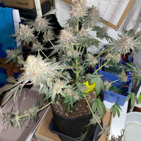Critical Kush Photo Mainlining 1th Try growlog timeline photo