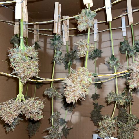 Critical Kush Photo Mainlining 1th Try growlog timeline photo