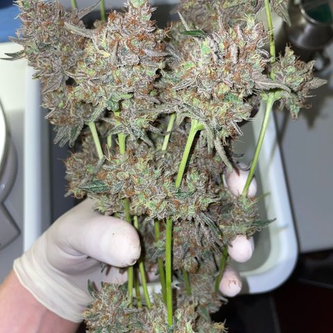 Critical Kush Photo Mainlining 1th Try growlog timeline photo