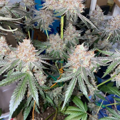Critical Kush Photo Mainlining 1th Try growlog timeline photo