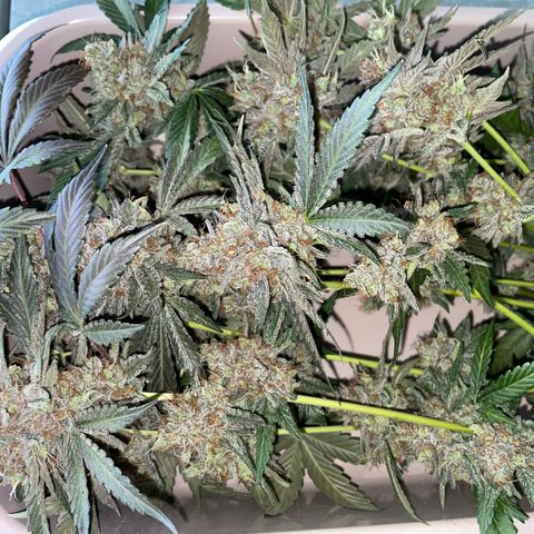 Critical Kush Photo Mainlining 1th Try growlog timeline photo
