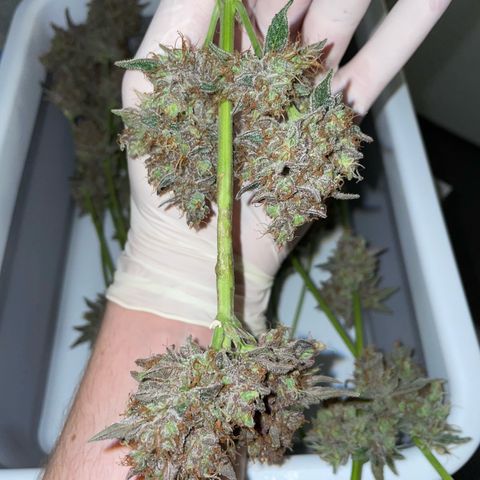 Critical Kush Photo Mainlining 1th Try growlog timeline photo