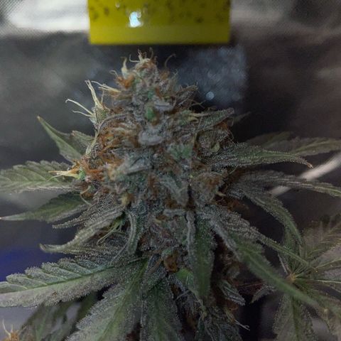 Critical Kush Photo Mainlining 1th Try growlog timeline photo