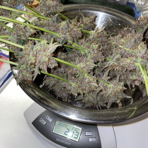 Critical Kush Photo Mainlining 1th Try growlog timeline photo