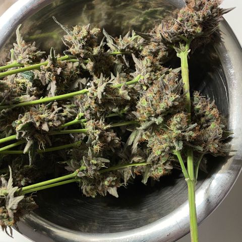 Critical Kush Photo Mainlining 1th Try growlog timeline photo