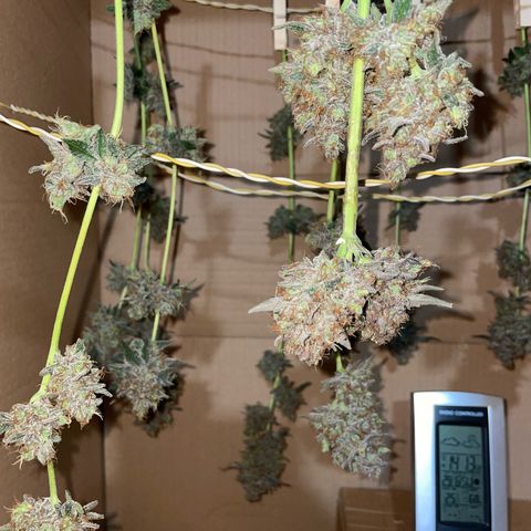 Critical Kush Photo Mainlining 1th Try growlog timeline photo