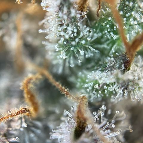 Critical Kush Photo Mainlining 1th Try growlog timeline photo