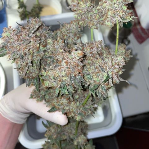 Critical Kush Photo Mainlining 1th Try growlog timeline photo