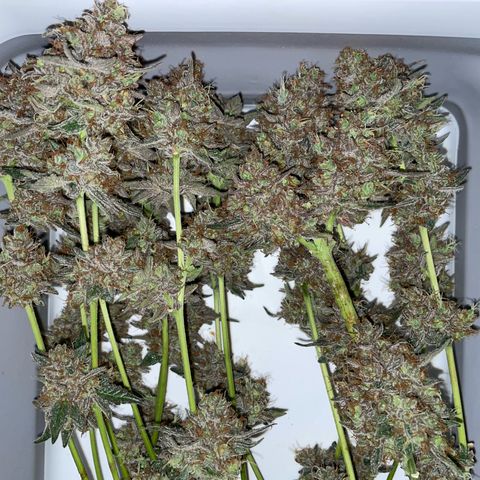 Critical Kush Photo Mainlining 1th Try growlog timeline photo