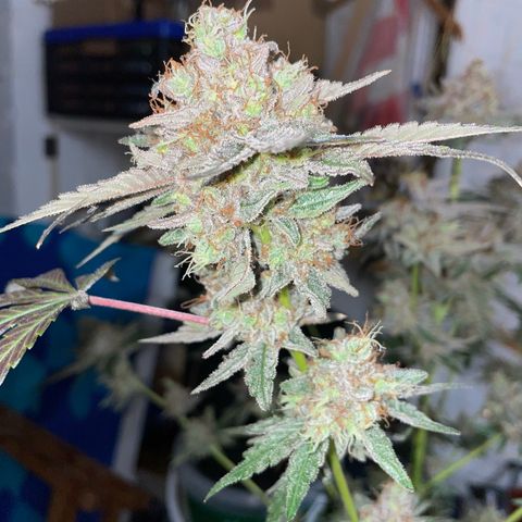 Critical Kush Photo Mainlining 1th Try growlog timeline photo
