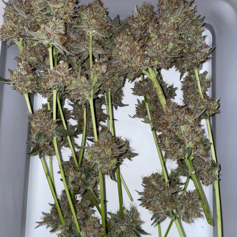 Critical Kush Photo Mainlining 1th Try growlog timeline photo