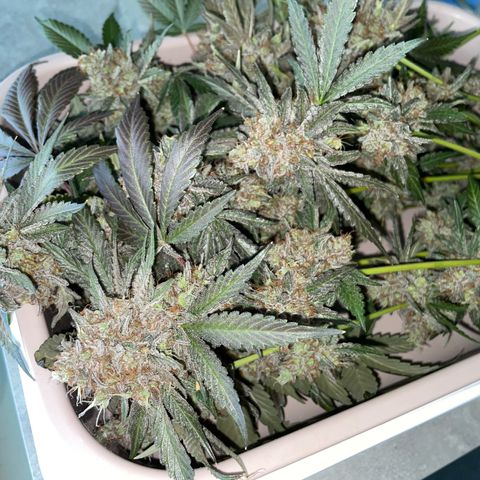 Critical Kush Photo Mainlining 1th Try growlog timeline photo