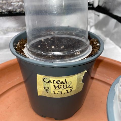 Cereal Milk Fem by KilliczGe growlog timeline photo