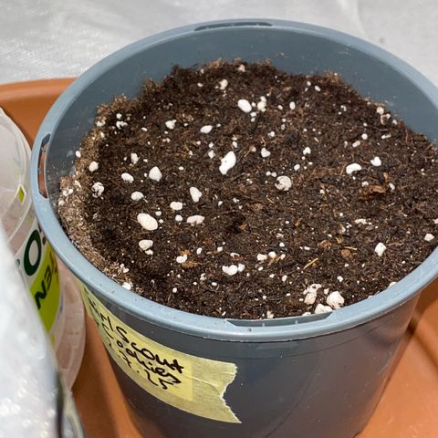 Girl Scout Cookies Fem by KilliczGe growlog timeline photo