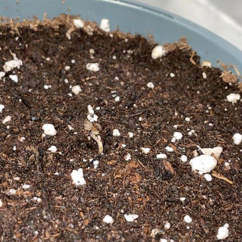 Cereal Milk Fem by KilliczGe growlog timeline photo