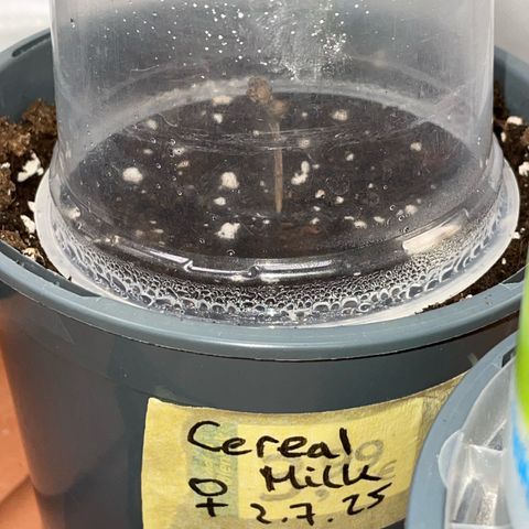 Cereal Milk Fem by KilliczGe growlog timeline photo