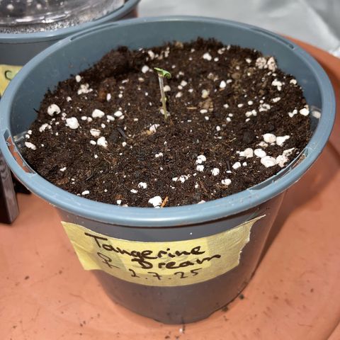 Tangerine Dream Fem by KilliczGe growlog timeline photo