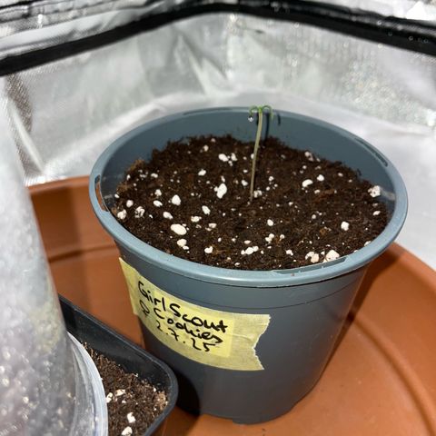 Girl Scout Cookies Fem by KilliczGe growlog timeline photo
