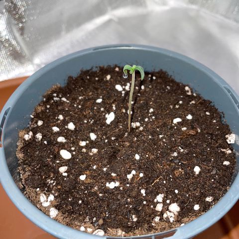 Girl Scout Cookies Fem by KilliczGe growlog timeline photo