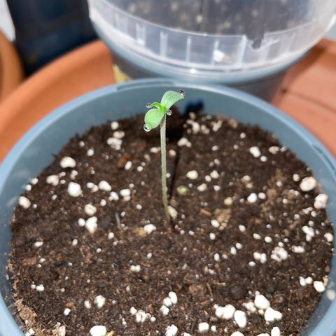 Tangerine Dream Fem by KilliczGe growlog timeline photo