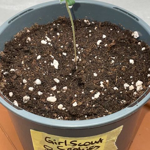 Girl Scout Cookies Fem by KilliczGe growlog timeline photo