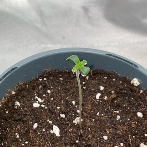 Girl Scout Cookies Fem by KilliczGe growlog timeline photo