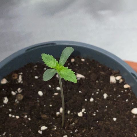 Cereal Milk Fem by KilliczGe growlog timeline photo