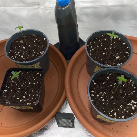 Girl Scout Cookies Fem by KilliczGe growlog timeline photo
