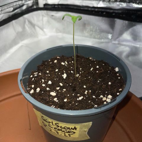 Girl Scout Cookies Fem by KilliczGe growlog timeline photo