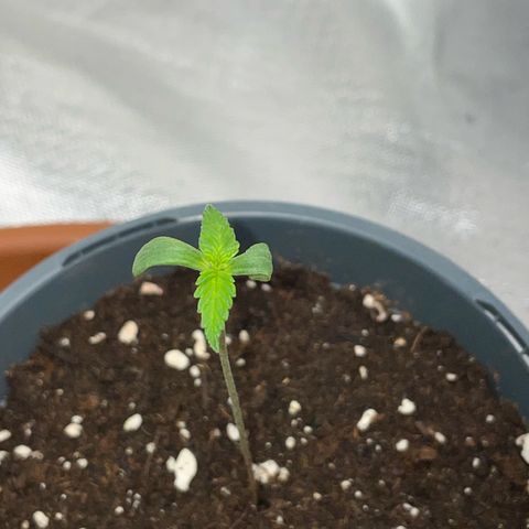 Girl Scout Cookies Fem by KilliczGe growlog timeline photo