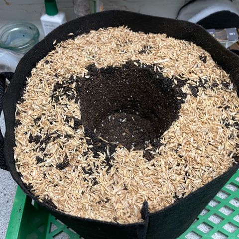Girl Scout Cookies Fem by KilliczGe growlog timeline photo