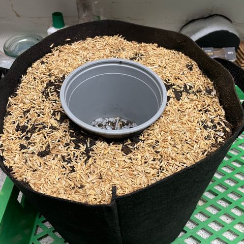 Girl Scout Cookies Fem by KilliczGe growlog timeline photo