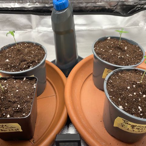 Girl Scout Cookies Fem by KilliczGe growlog timeline photo