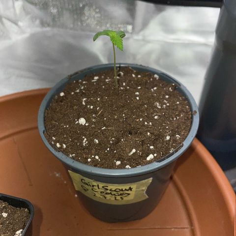 Girl Scout Cookies Fem by KilliczGe growlog timeline photo