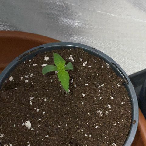 Girl Scout Cookies Fem by KilliczGe growlog timeline photo