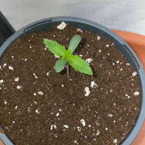 Cereal Milk Fem by KilliczGe growlog timeline photo