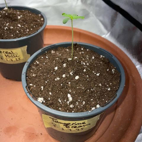 Tangerine Dream Fem by KilliczGe growlog timeline photo
