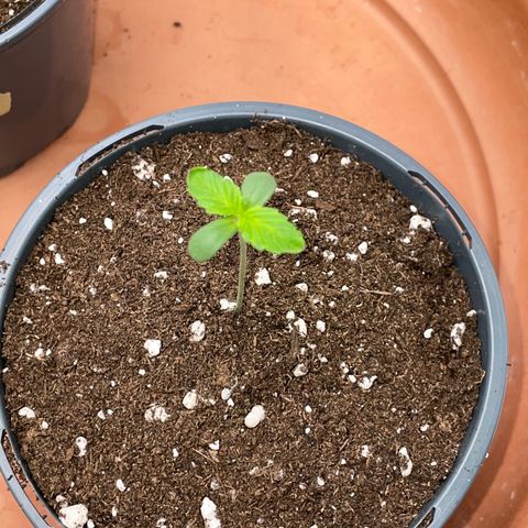 Tangerine Dream Fem by KilliczGe growlog timeline photo