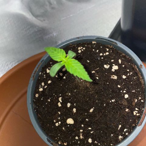 Girl Scout Cookies Fem by KilliczGe growlog timeline photo