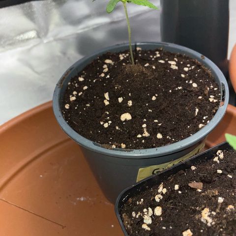 Girl Scout Cookies Fem by KilliczGe growlog timeline photo