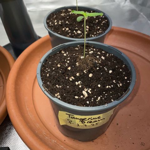 Tangerine Dream Fem by KilliczGe growlog timeline photo