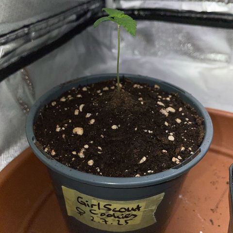 Girl Scout Cookies Fem by KilliczGe growlog timeline photo