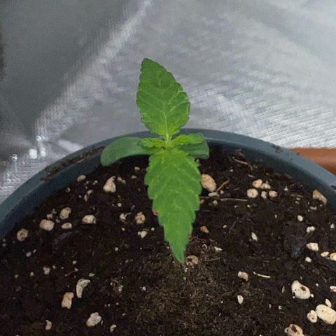 Girl Scout Cookies Fem by KilliczGe growlog timeline photo