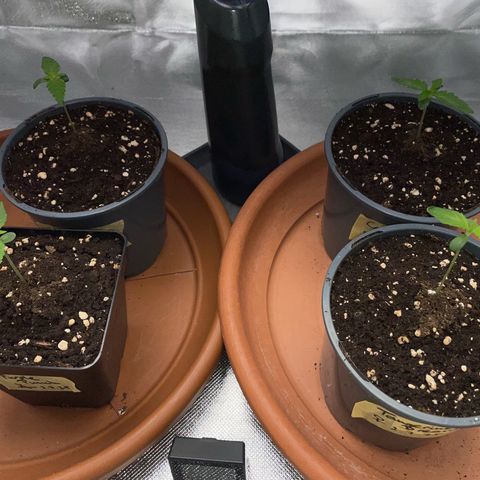 Girl Scout Cookies Fem by KilliczGe growlog timeline photo