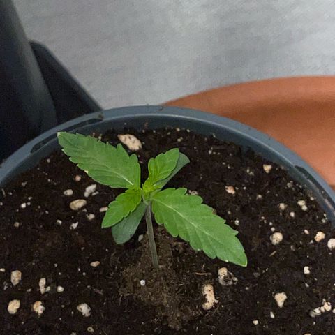 Cereal Milk Fem by KilliczGe growlog timeline photo