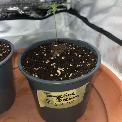 Tangerine Dream Fem by KilliczGe growlog timeline photo