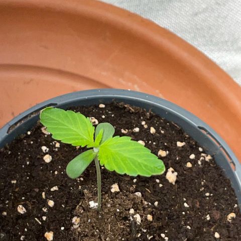 Tangerine Dream Fem by KilliczGe growlog timeline photo