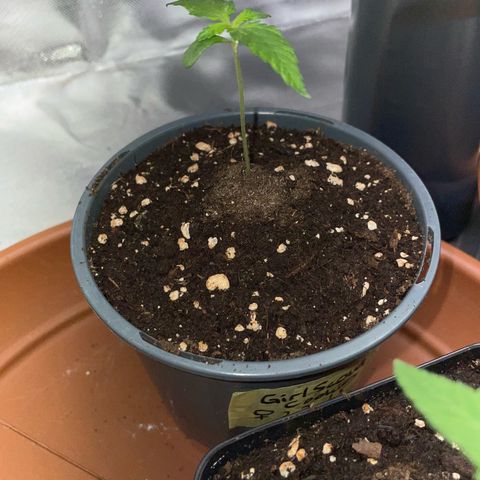 Girl Scout Cookies Fem by KilliczGe growlog timeline photo