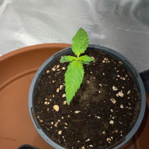 Girl Scout Cookies Fem by KilliczGe growlog timeline photo