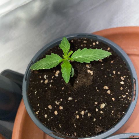 Cereal Milk Fem by KilliczGe growlog timeline photo